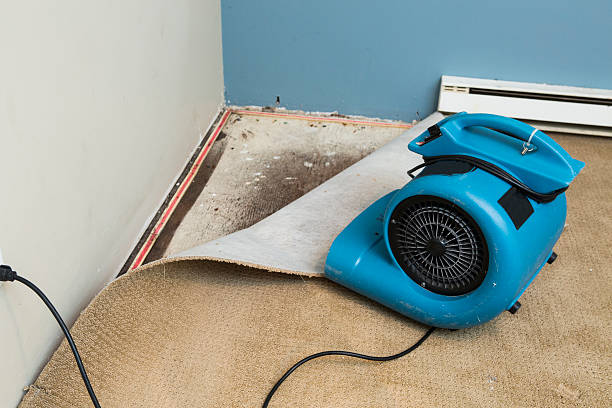 Best Mold removal after water damage  in Columbia, CA
